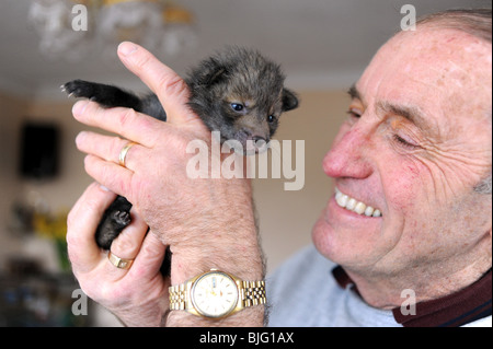 3 week old fox cubs à un centre de sauvetage des animaux à Brighton UK dirigé par Roger Musselle illustré Banque D'Images