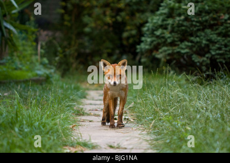 EUROPEAN red fox (Vulpes vulpes) en jardin urbain, dans le sud de Londres, au Royaume-Uni. Banque D'Images