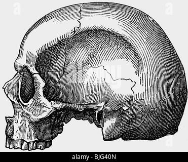 Médecine, anatomie, crâne d'un ancien homme romain, illustration, gravure en bois, vers 1870, Banque D'Images