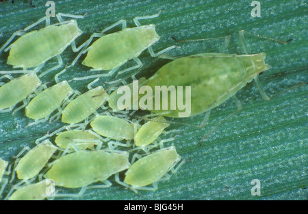 Puceron de grain de rose (Metropolophium dirhodum) femelle sans contact et immaturité sur une feuille de céréales Banque D'Images