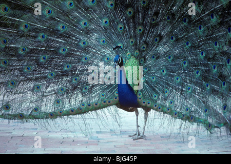 Paons Indiens de sexe masculin (Pavo cristatus) affichant sa queue pendant la pariade Banque D'Images