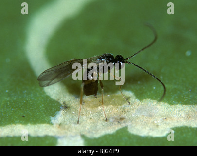 Guêpe parasite (Dacnusa sibirica) qui pond des œufs dans une larve de feuilles dans une mine de feuilles Banque D'Images