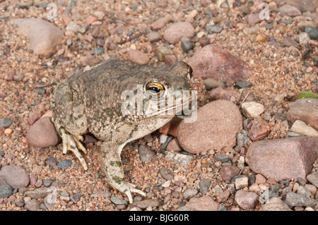 Le crapaud des steppes (Bufo cognatus, les plages du sud de l'Alberta, grâce à l'ouest des États-Unis et du nord du Mexique Banque D'Images