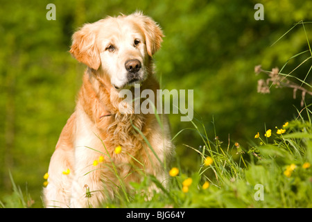 Golden Retriever dans jardin , Slovénie Banque D'Images