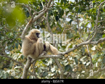 'Chai' White gaucher ou Gibbons à Khao Yai, Thaïlande, alpha-mâle de 'A' dans la famille un arbre reposant. Banque D'Images