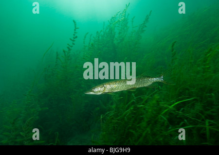 Le grand brochet sous l'eau dans le fleuve Saint-Laurent au Canada Banque D'Images