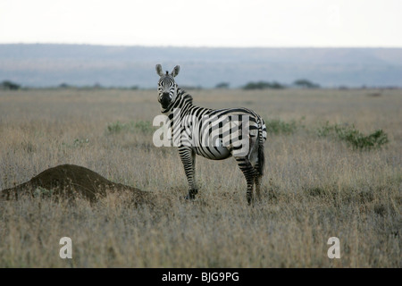 Zèbre des plaines, Kenya, Afrique de l'Est Banque D'Images