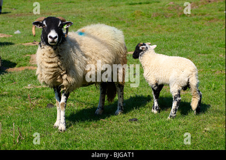 Mouton et agneau Maures dans le Parc National de North York Moors, Farndale, Angleterre. Photos stock Yorkshire Banque D'Images