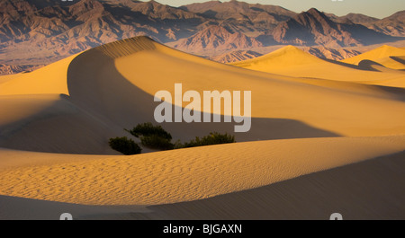 Photographie de Mesquite Sand Dunes avec Grapevine Mountains en arrière-plan, la Death Valley National Park, California, USA. Banque D'Images