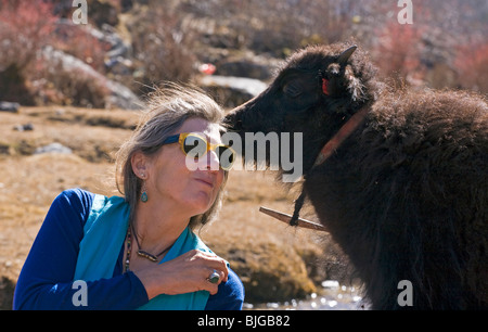 Un baisers TREKKER un bébé YAK dans le village de SAMAGAUN autour sur le MANASLU TREK - NUPRI RÉGION, NÉPAL Banque D'Images