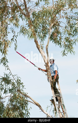 Les garnitures d'un homme d'une des branches d'eucalyptus avant de les enlever. Banque D'Images