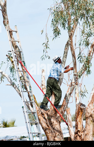 Les garnitures d'un homme d'une des branches d'eucalyptus avant de les enlever. Banque D'Images