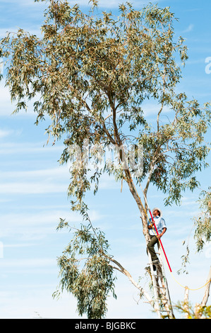 Les garnitures d'un homme d'une des branches d'eucalyptus avant de les enlever. Banque D'Images