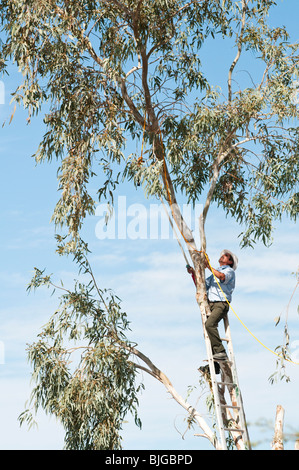 Les garnitures d'un homme d'une des branches d'eucalyptus avant de les enlever. Banque D'Images