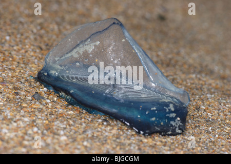 Par le vent marin,Velella velella,échoués,Sandymouth bay,cornwall,octobre 2009. Banque D'Images