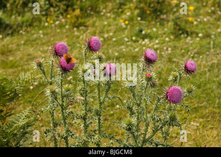 Dark Green Fritillary butterfly, Argynnis aglaia, se nourrissant de chardons, Galles, Royaume-Uni Banque D'Images