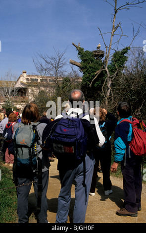 Visiteurs regardant de visitantes cigognes dans leur nid Parc naturel des Aiguamolls de l'Empordà, Gérone Espagne Banque D'Images