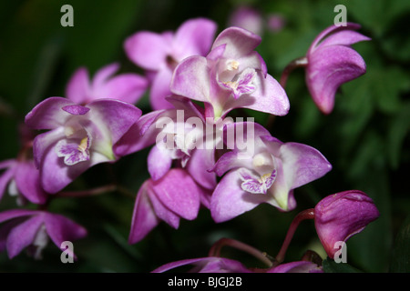 Orchidée Dendrobium kingianum Banque D'Images