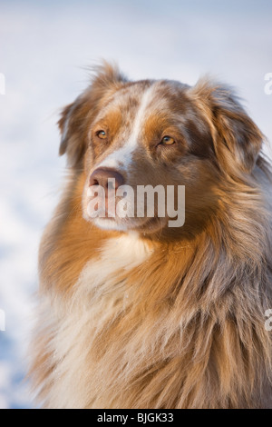 Portrait de chien berger australien Banque D'Images