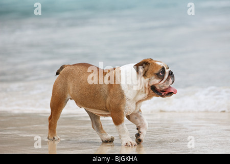 Bulldog anglais walking beach Banque D'Images