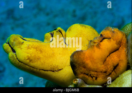 Tube bizarre d'une éponge jaune orange rouge tubsponge sous l'eau la faune et la flore marines Poissons sealife plongée à Malapascua Island Cebu P Banque D'Images