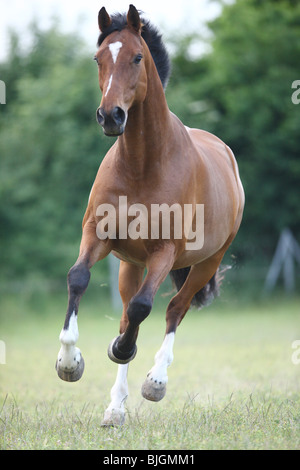 Le galop des chevaux Holstein Banque D'Images