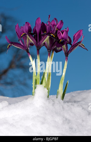 'George' Orchid, Iris (Iris histrioides Snöiris) Banque D'Images