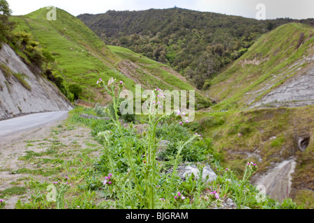 Chardon ailé, Smaltistel (Carduus tenuiflorus) près de Wanganui en Nouvelle-Zélande Banque D'Images