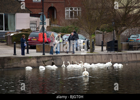 Famille nourrir les cygnes de l'étang à Emsworth Banque D'Images