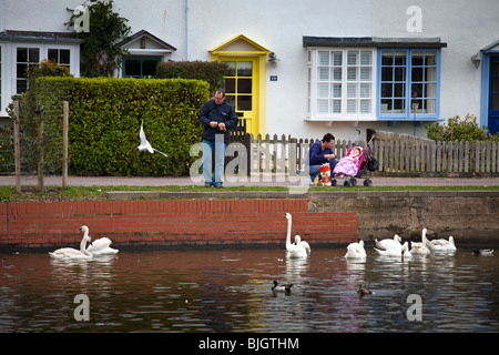 Famille nourrir les cygnes à Emsworth bief. Banque D'Images