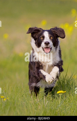 Half Breed chien (Border Collie) exécutant meadow Banque D'Images