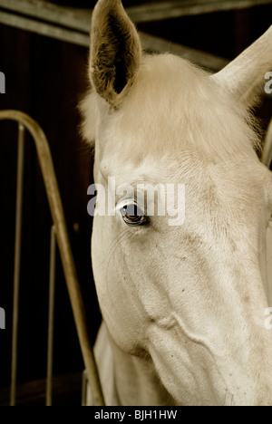 Close up of horse head Banque D'Images