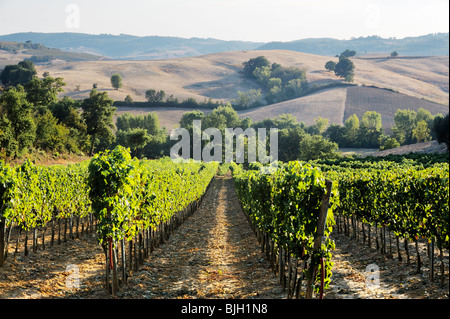 Vignobles en dessous de la célèbre ville vinicole de Montepulciano, Toscane, Italie. Septembre Banque D'Images