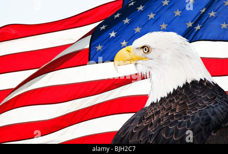 L'aigle et drapeau Américain Banque D'Images
