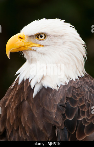 Aigle à tête blanche Banque D'Images