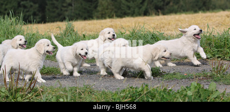 Chiots Golden Retriever dog Banque D'Images