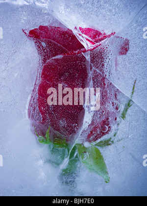 Rose rouge congelé dans un bloc de glace Banque D'Images