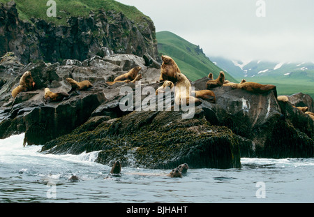 Les lions de mer de Steller - colonie sur rocks / Eumetopias jubatus Banque D'Images