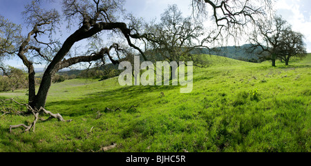 collines verdoyantes chênes randonnées Banque D'Images