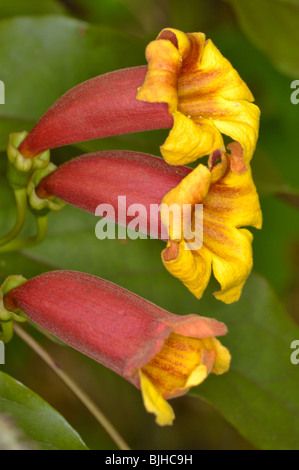 Crossvine, Cross-Vine ou trompette, fleur, Bignonia capreolata de la famille Bignoniaceae. Banque D'Images