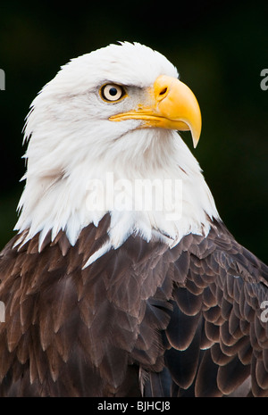 Aigle à tête blanche Banque D'Images