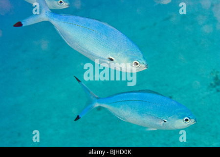 Mer Rouge fusillier (Caesio Suevica) Banque D'Images