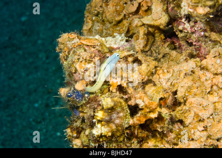 Mer Rouge imiter (Blennies Ecsenius gravieri) Banque D'Images