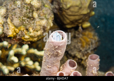 Mer Rouge imiter (Blennies Ecsenius gravieri) Banque D'Images