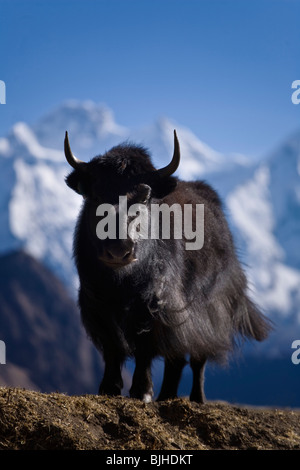 Un YAK et HIMAL CHULI dans le village de SAMDO autour sur le MANASLU TREK - NUPRI RÉGION, NÉPAL Banque D'Images