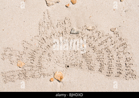 Dessins créés par de minuscules crabes poussant sur une plage de sable Banque D'Images