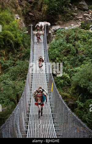 Chevaux de traverser la rivière MARSHYANGDI sur le autour de l'ANNAPURNA TREK - Népal, RÉGION DE NUPRI Banque D'Images