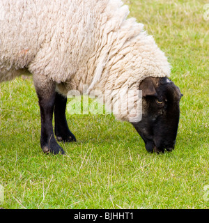 Le pâturage de brebis face noire sur l'herbe verte et luxuriante dans les régions rurales de la campagne anglaise. Banque D'Images