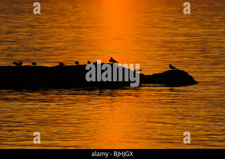 Oiseaux sur un rocher au coucher du soleil, Plage de Renvyle, Connemara, comté de Galway, Irlande Banque D'Images