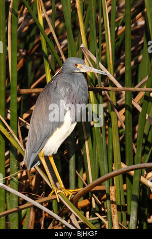 Aigrette tricolore (Egretta tricolor) aussi connu comme le héron de la Louisiane Banque D'Images